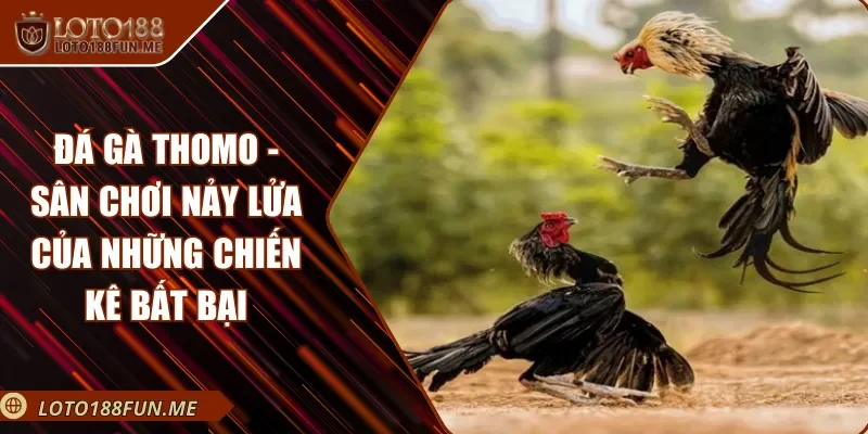 Đá Gà Thomo - Sân Chơi Nảy Lửa Của Những Chiến Kê Bất Bại